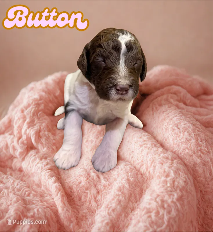 Button – Goldendoodle puppy for sale in Ellenburg Depot, NY