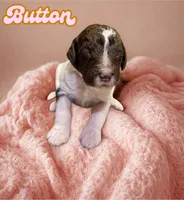 Button, a female Goldendoodle for sale in Ellenburg Depot, NY – 1 of 1