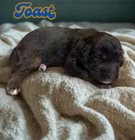 Toast, a male Aussiedoodle and Miniature Aussiedoodle for sale in Ellenburg Depot, NY – 2 of 2