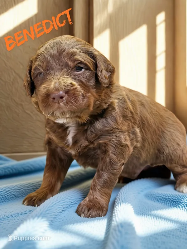 Benedict – Aussiedoodle, Miniature Aussiedoodle puppy for sale in Ellenburg Depot, NY
