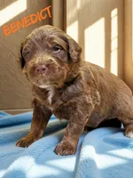 Benedict, a male Aussiedoodle and Miniature Aussiedoodle for sale in Ellenburg Depot, NY – 1 of 2