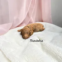 Thumbelina, a female Poodle - Standard  for sale in Ellenburg Depot, NY – 4 of 5