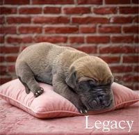 Legacy, a female Great Dane for sale in Ellenburg Depot, NY – 2 of 2