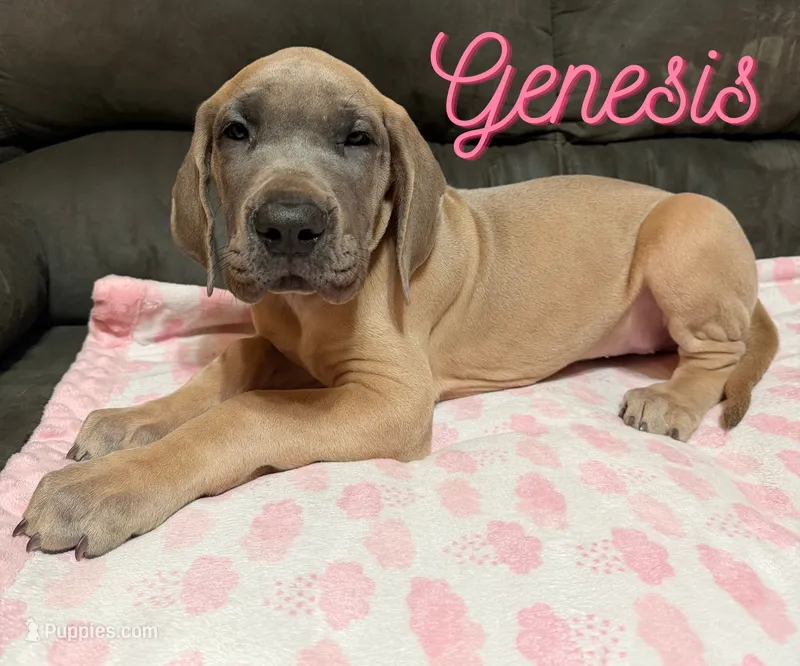 Genesis – Great Dane puppy for sale in Ellenburg Depot, NY