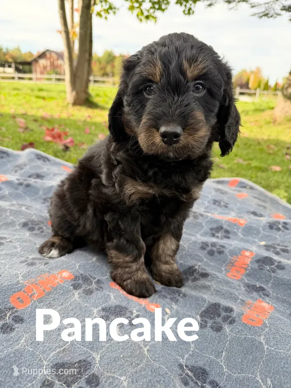 Pancake – Aussiedoodle, Miniature Aussiedoodle puppy for sale in Ellenburg Depot, NY
