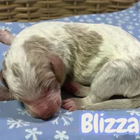 Blizzard, a male Goldendoodle for sale in Ellenburg Depot, NY – Photo 2 of 2