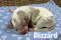 Blizzard, a male Goldendoodle for sale in Ellenburg Depot, NY – Photo 2 of 2