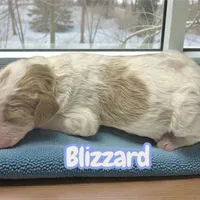 Blizzard, a male Goldendoodle for sale in Ellenburg Depot, NY – Photo 1 of 2