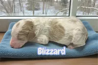 Blizzard, a male Goldendoodle for sale in Ellenburg Depot, NY – Photo 1 of 2