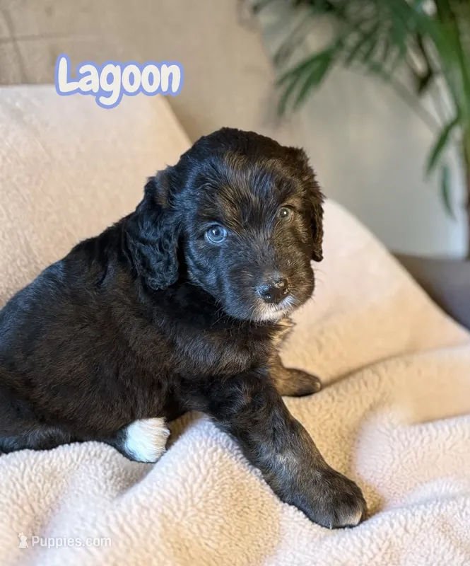 Lagoon – Miniature Aussiedoodle puppy for sale in Ellenburg Depot, NY