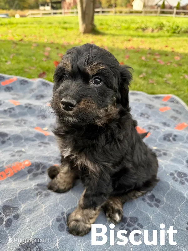 Biscuit – Aussiedoodle, Miniature Aussiedoodle puppy for sale in Ellenburg Depot, NY