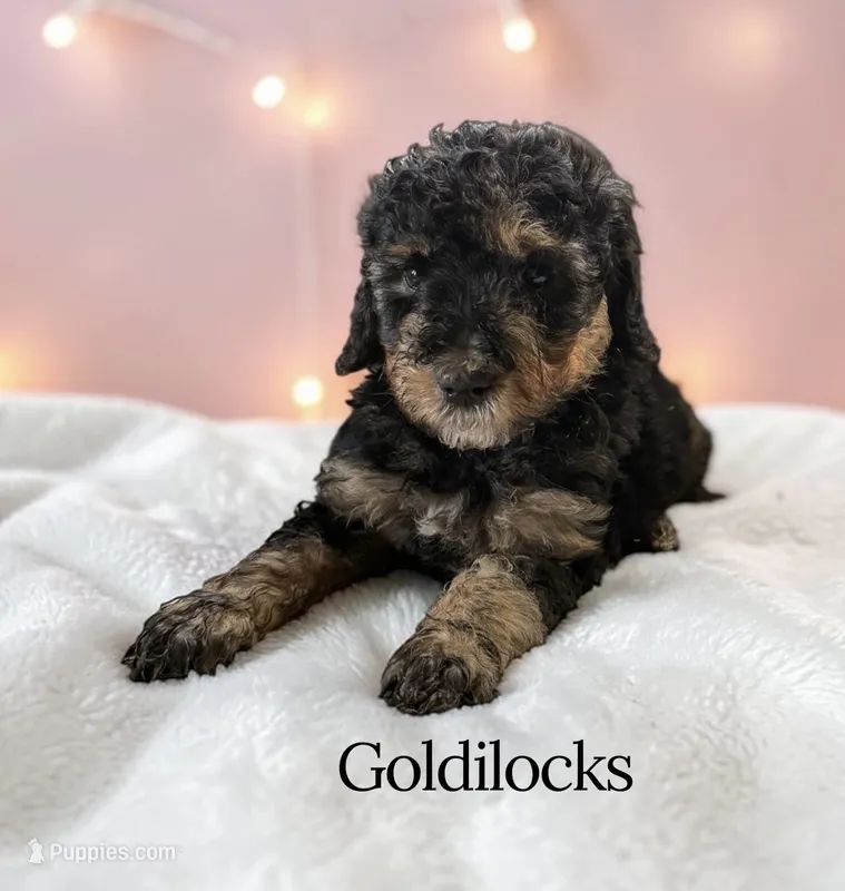 Goldilocks – Poodle - Standard  puppy for sale in Ellenburg Depot, NY