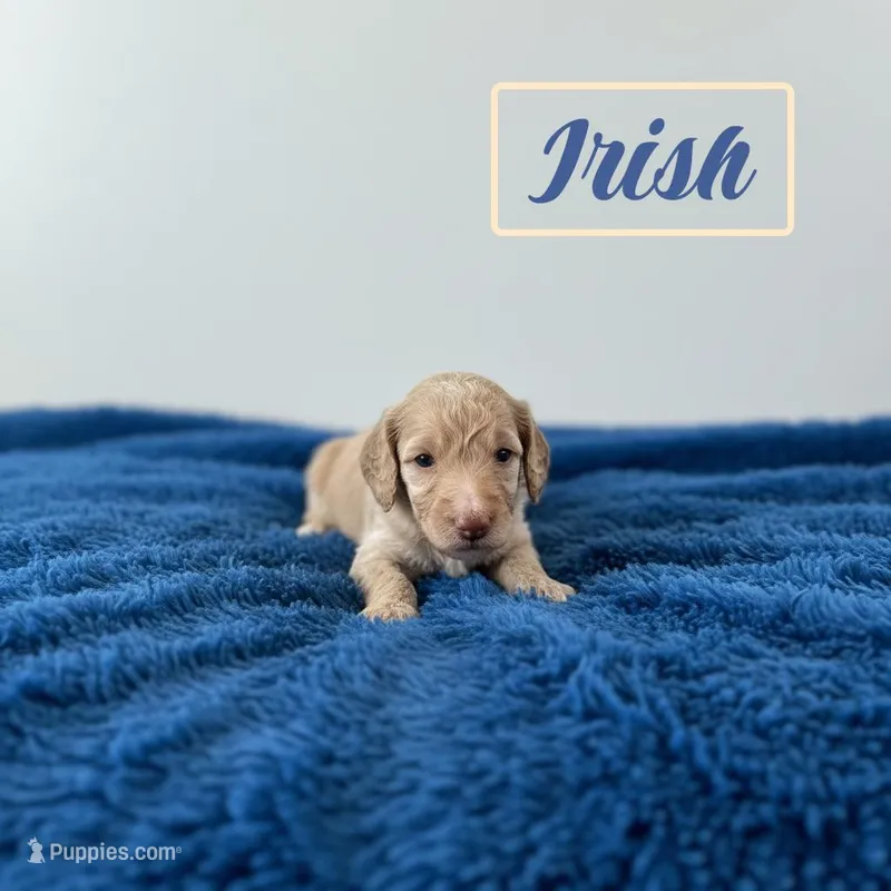 Irish – Poodle - Standard  puppy for sale in Ellenburg Depot, NY