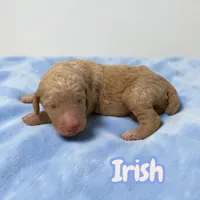 Irish, a male Poodle - Standard  for sale in Ellenburg Depot, NY – Photo 3 of 4