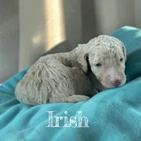 Irish, a male Poodle - Standard  for sale in Ellenburg Depot, NY – Photo 2 of 4