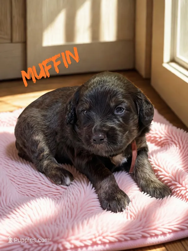 Muffin – Aussiedoodle, Miniature Aussiedoodle puppy for sale in Ellenburg Depot, NY