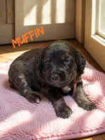Muffin, a female Aussiedoodle and Miniature Aussiedoodle for sale in Ellenburg Depot, NY – 1 of 2