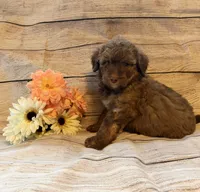 Cocoa, a female Aussiedoodle for sale in Ellenburg Depot, NY – 2 of 5