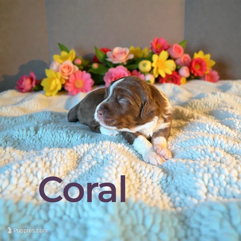 Coral – Miniature Aussiedoodle puppy for sale in Ellenburg Depot, NY