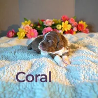 Coral, a female Miniature Aussiedoodle for sale in Ellenburg Depot, NY – 2 of 4