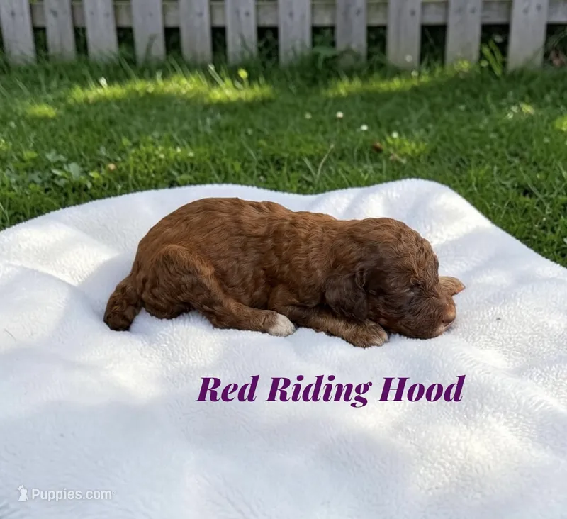 Red Riding Hood – Poodle - Standard  puppy for sale in Ellenburg Depot, NY