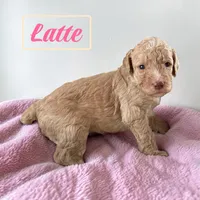 Latte, a female Poodle - Standard  for sale in Ellenburg Depot, NY – Photo 1 of 4