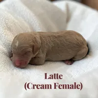 Latte, a female Poodle - Standard  for sale in Ellenburg Depot, NY – Photo 4 of 4