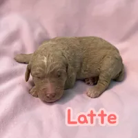 Latte, a female Poodle - Standard  for sale in Ellenburg Depot, NY – Photo 3 of 4
