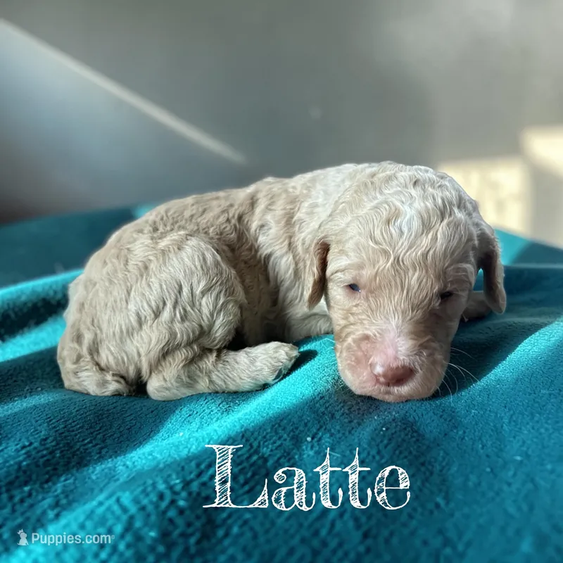 Latte – Poodle - Standard  puppy for sale in Ellenburg Depot, NY