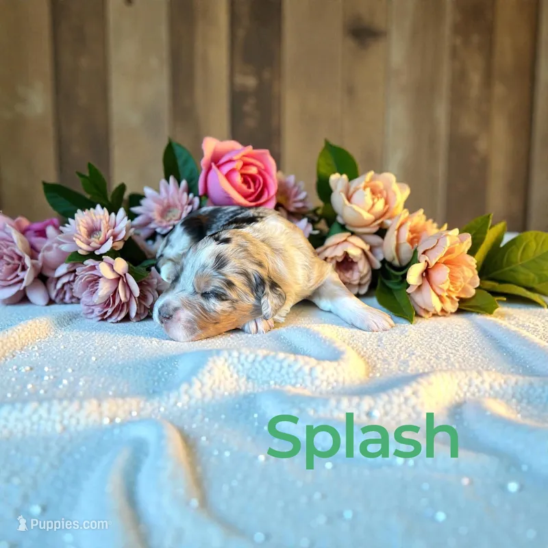 Splash – Miniature Aussiedoodle puppy for sale in Ellenburg Depot, NY