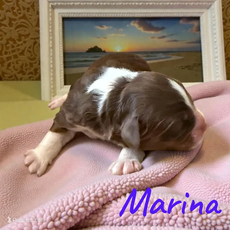 Marina – Miniature Aussiedoodle puppy for sale in Ellenburg Depot, NY