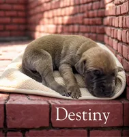 Destiny, a female Great Dane for sale in Ellenburg Depot, NY – 2 of 2