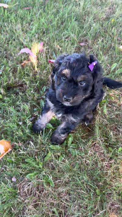 Biscuit, a female Aussiedoodle and Miniature Aussiedoodle for sale in Ellenburg Depot, NY – 3 of 3