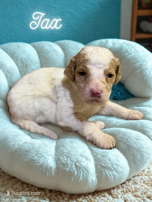 Jax – Goldendoodle puppy for sale in Ellenburg Depot, NY