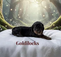 Goldilocks, a female Poodle - Standard  for sale in Ellenburg Depot, NY – 5 of 8