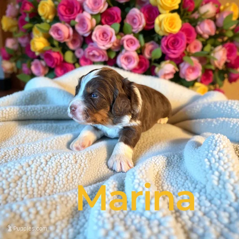Marina – Miniature Aussiedoodle puppy for sale in Ellenburg Depot, NY