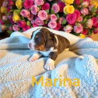 Marina, a female Miniature Aussiedoodle for sale in Ellenburg Depot, NY – 2 of 4