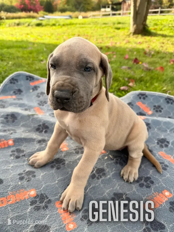 Genesis – Great Dane puppy for sale in Ellenburg Depot, NY