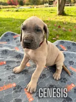 Genesis, a female Great Dane for sale in Ellenburg Depot, NY – 3 of 8