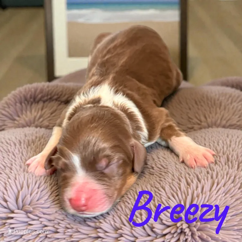 Breezy – Miniature Aussiedoodle puppy for sale in Ellenburg Depot, NY