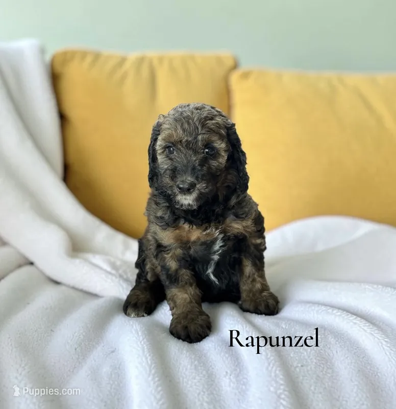 Rapunzel – Poodle - Standard  puppy for sale in Ellenburg Depot, NY