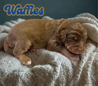 Waffles, a male Aussiedoodle and Miniature Aussiedoodle for sale in Ellenburg Depot, NY – 2 of 2
