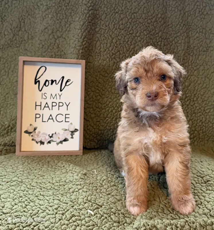 Chai – Aussiedoodle puppy for sale in Ellenburg Depot, NY