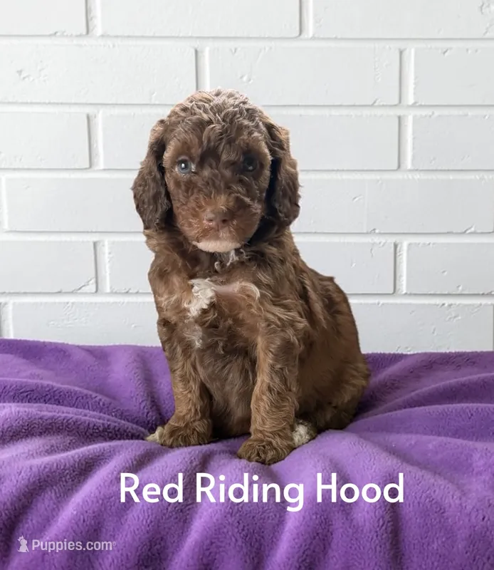 Red Riding Hood – Poodle - Standard  puppy for sale in Ellenburg Depot, NY