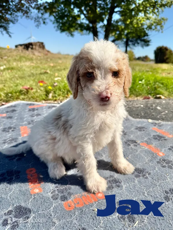 Jax – Goldendoodle puppy for sale in Ellenburg Depot, NY
