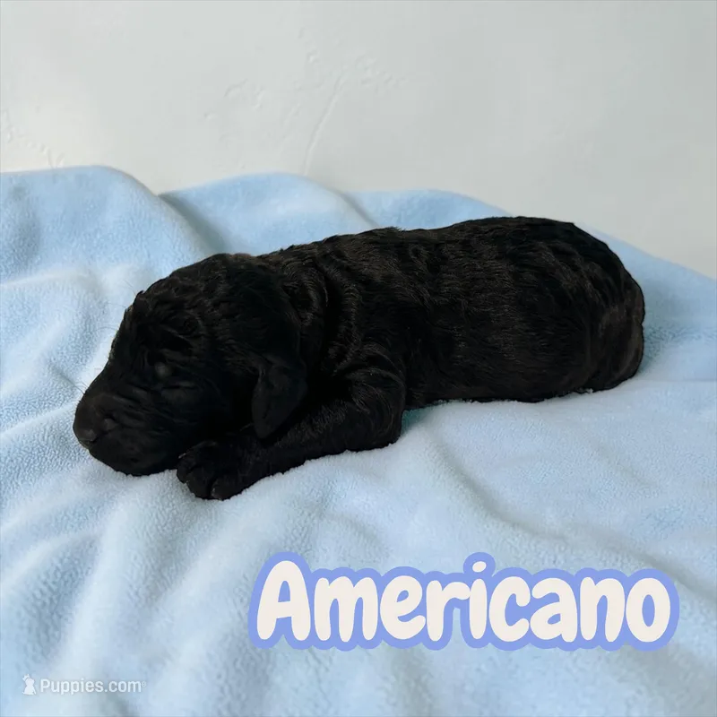 Americano
