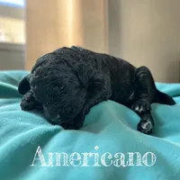 Americano, a male Poodle - Standard  for sale in Ellenburg Depot, NY – Photo 1 of 3