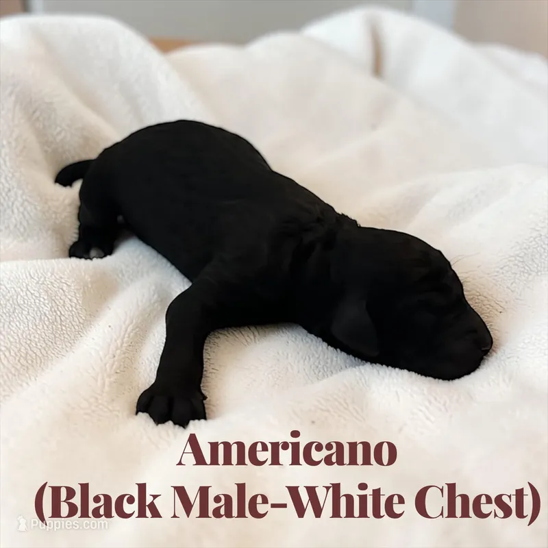 Americano