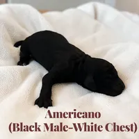 Americano, a male Poodle - Standard  for sale in Ellenburg Depot, NY – Photo 3 of 3