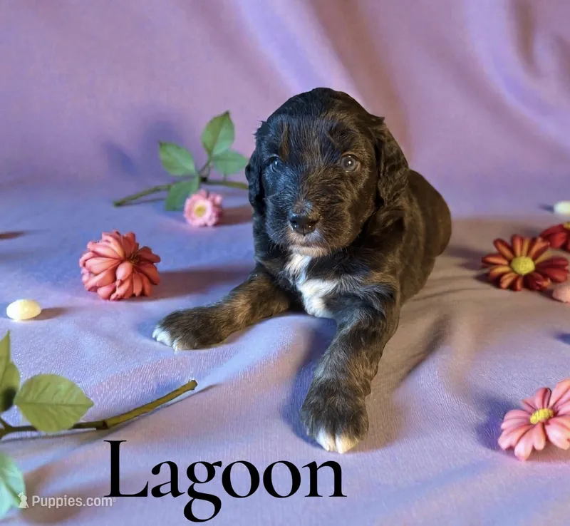 Lagoon – Miniature Aussiedoodle puppy for sale in Ellenburg Depot, NY